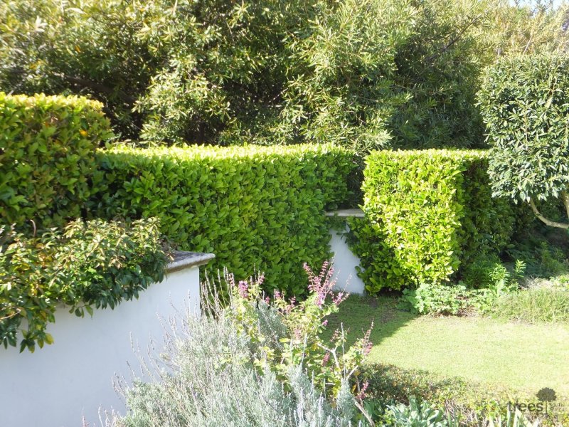 Rhyncospermum jasminoides