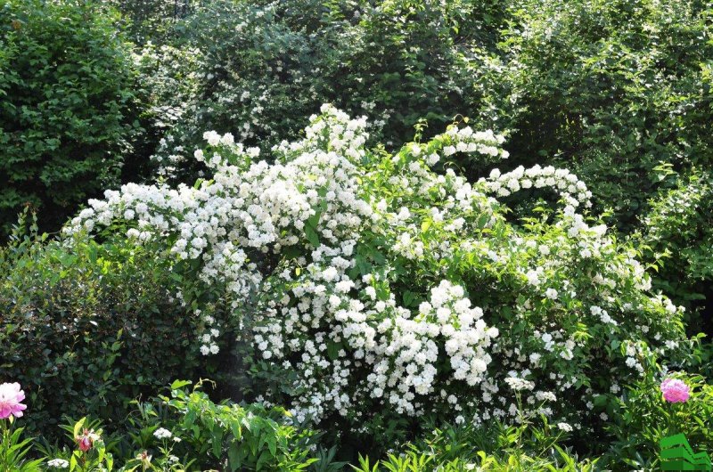Гортензия кустарник чубушник