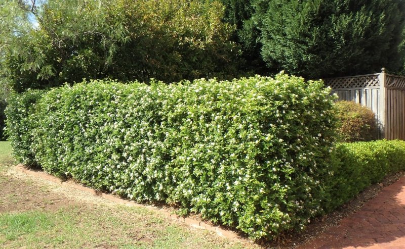 Hedge of shrubs Murraya