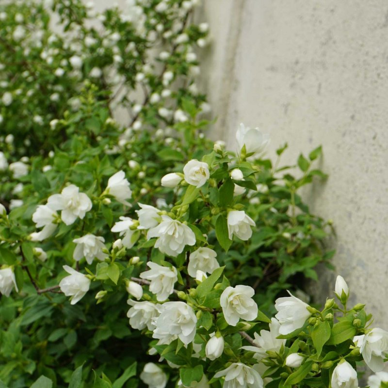 Клематис terniflora / Maxim