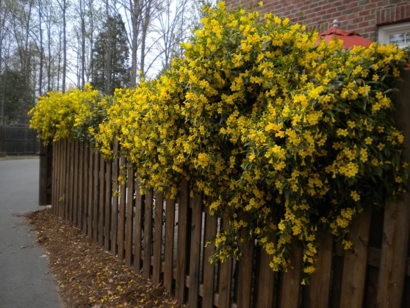 Роза жасмина в живой изгороди