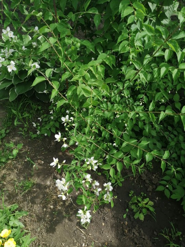 Пергола и Живая изгородь