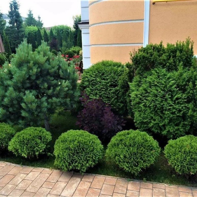 Туя Даника 24 см