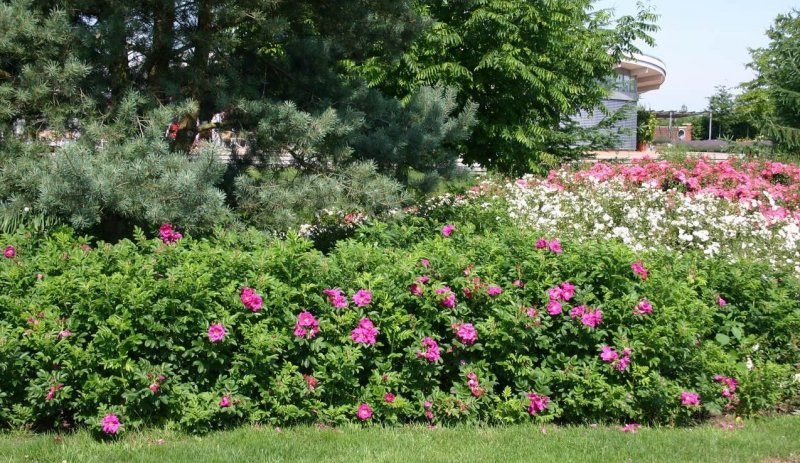 Роза морщинистая Живая изгородь