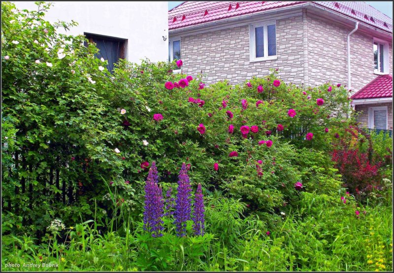 Живая изгородь из шиповника на даче