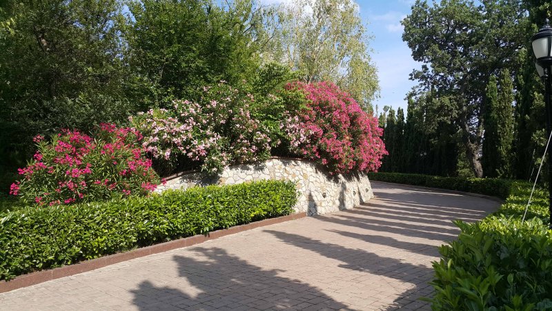 Плетистая роза изгородь
