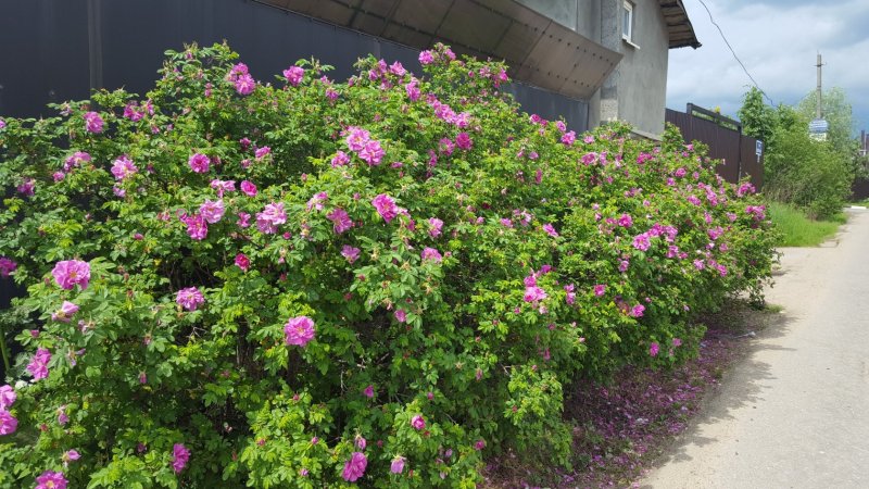 Rosa rugosa Живая изгородь