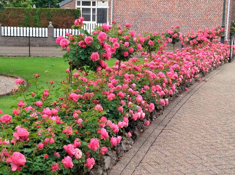 Роза морщинистая Rosa rugosa
