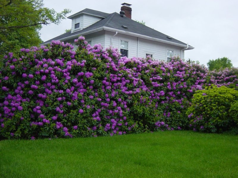 Berberis verruculosa