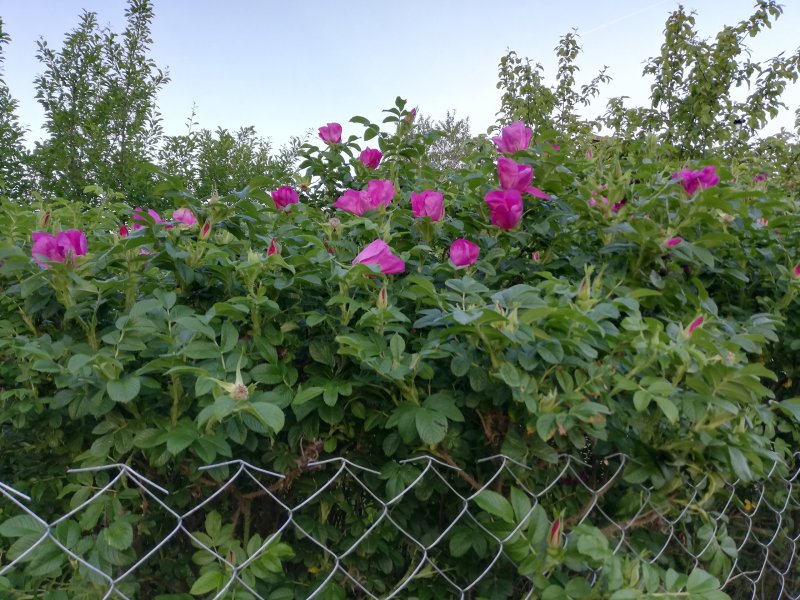 Роза ругоза Живая изгородь