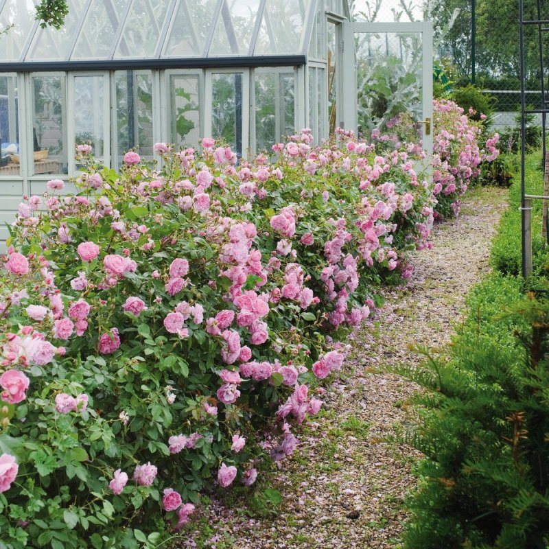 Роза Harlow Carr