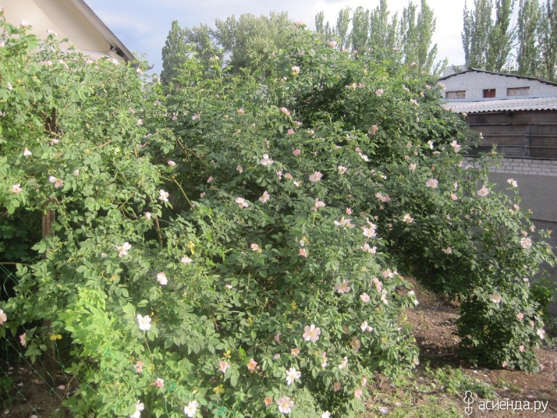 Куст шиповника на даче