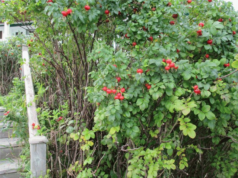 Шиповник Живая изгородь