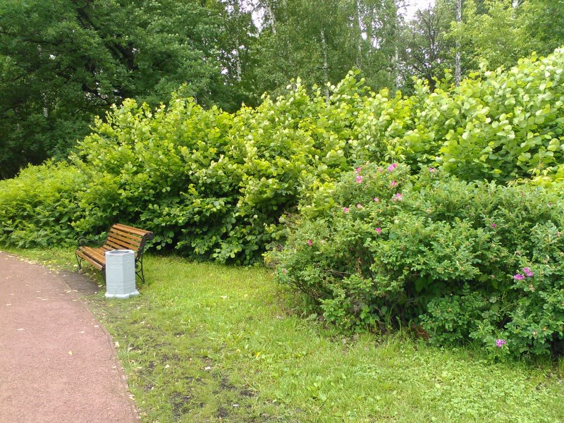 Фотиния Живая изгородь
