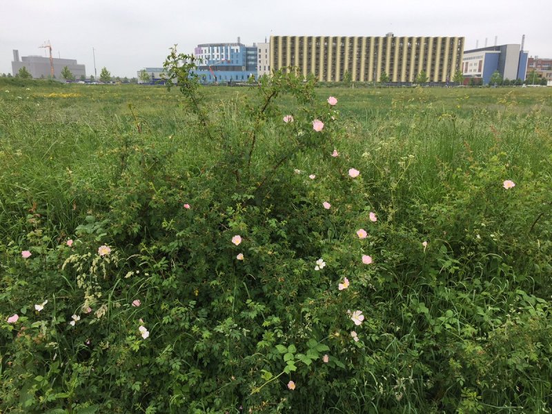 Живая изгородь в тумане