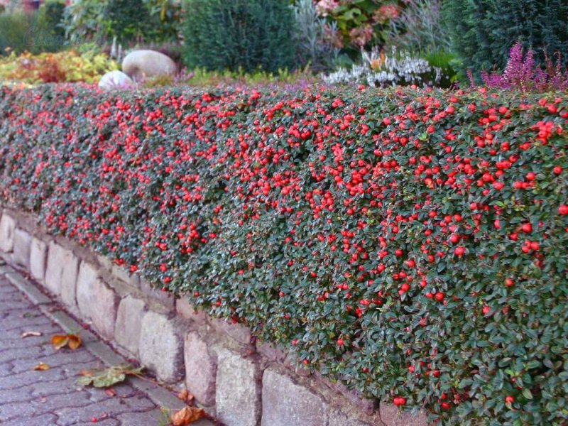 Шиповник Rosa glauca