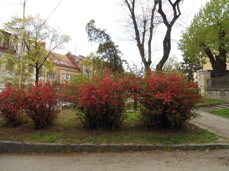 Шиповник мягкий