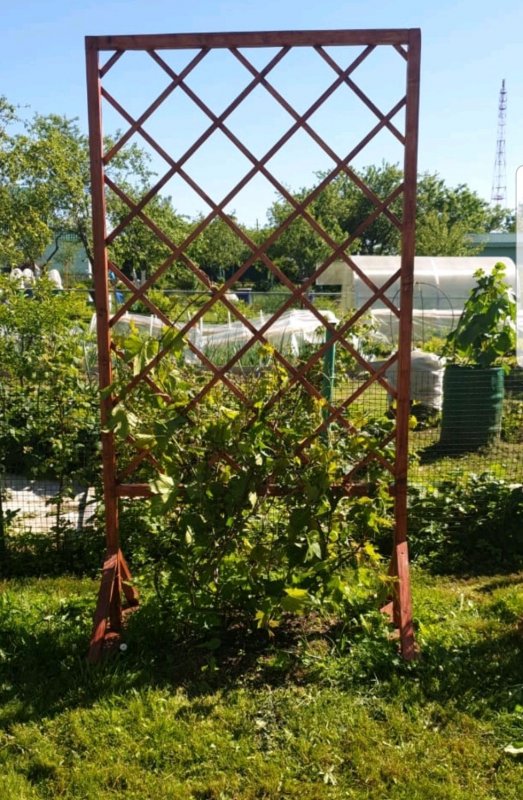 Шпалера в интерьеры дачного участка