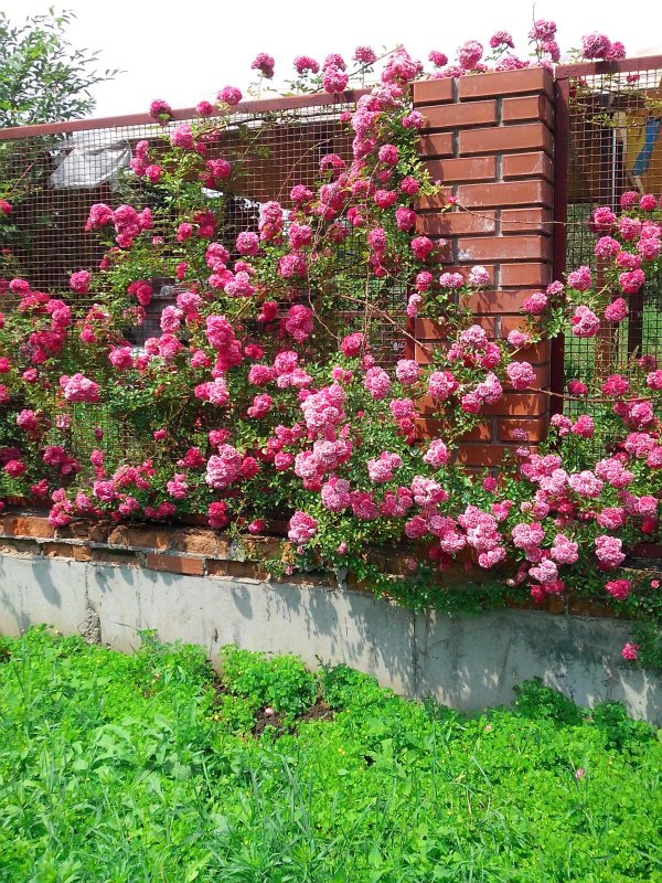 GARDENPLAST декоративный забор