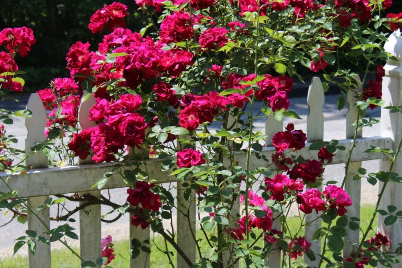 Гарден гейт (Garden Gate) плетистая