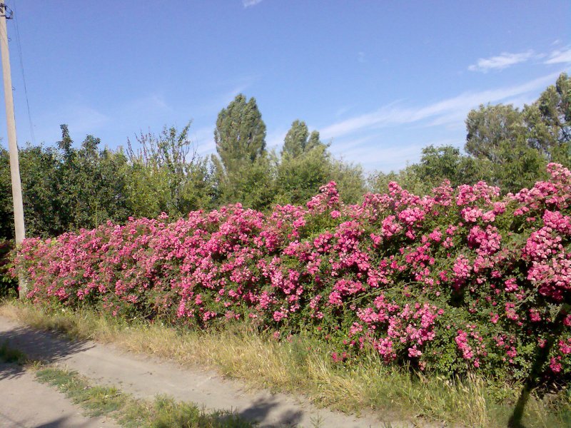 Клематис на шпалере