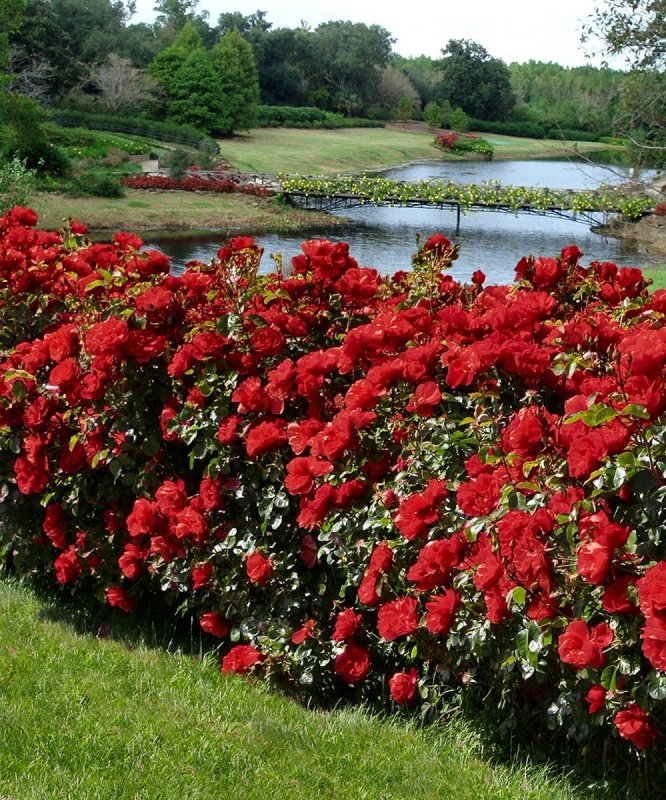 Climbing Rose Trellis