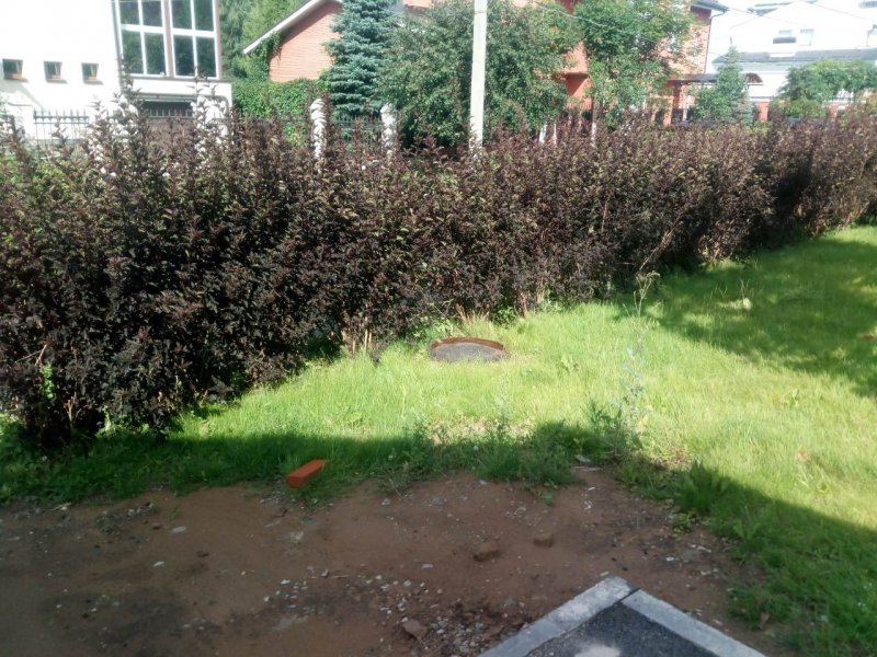 Туя Голден Брабант Живая изгородь