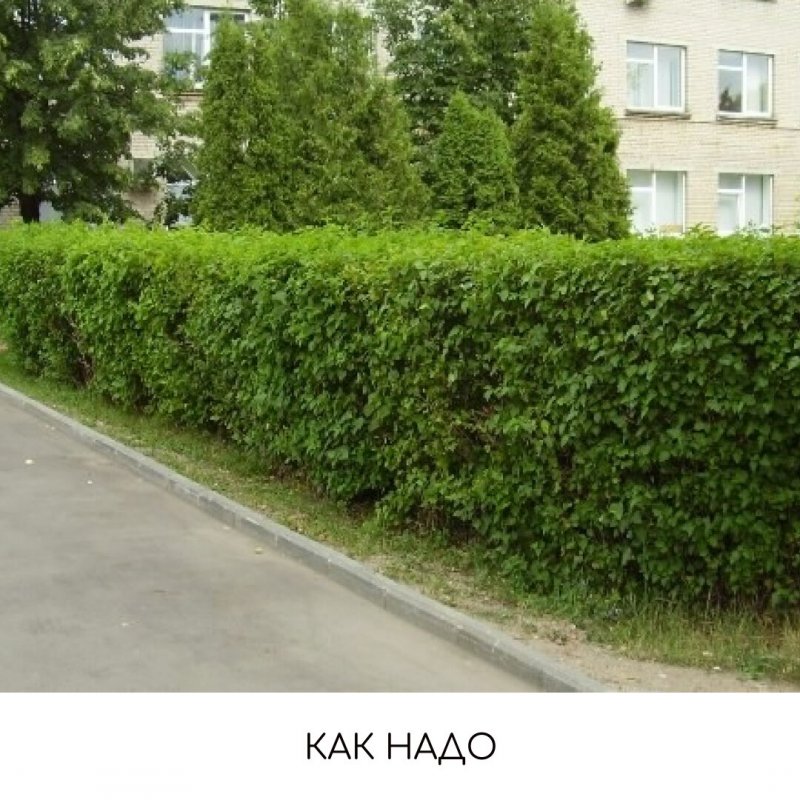 Живые изгороди в Екатеринбурге
