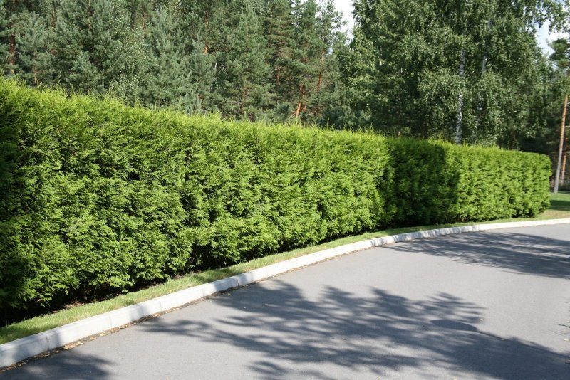 Дерен белый Элегантиссима Живая изгородь