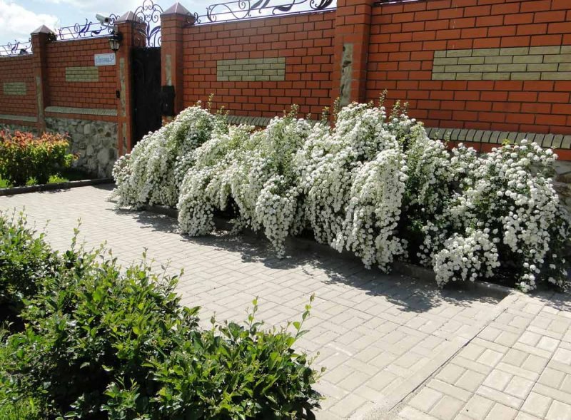 Граб Живая изгородь