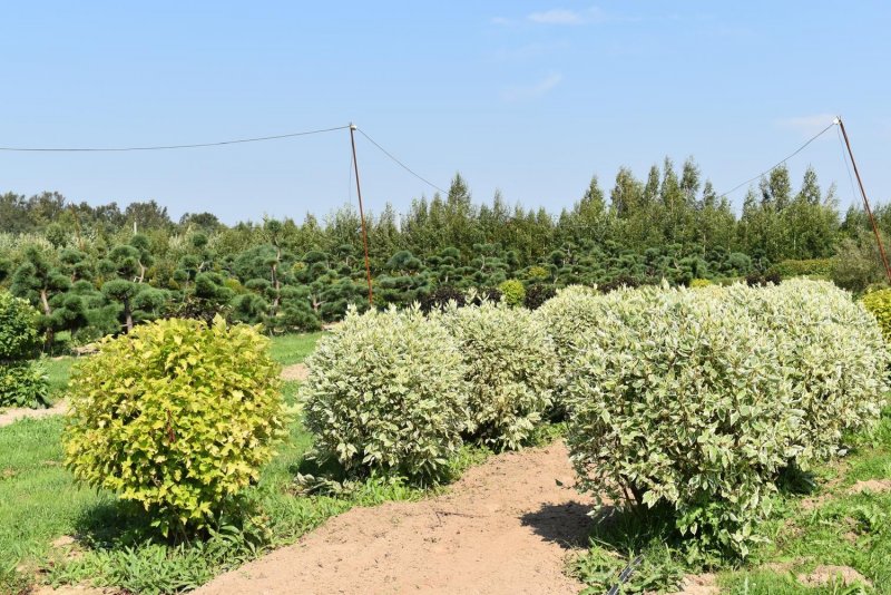 Callistemon laevis Живая изгородь