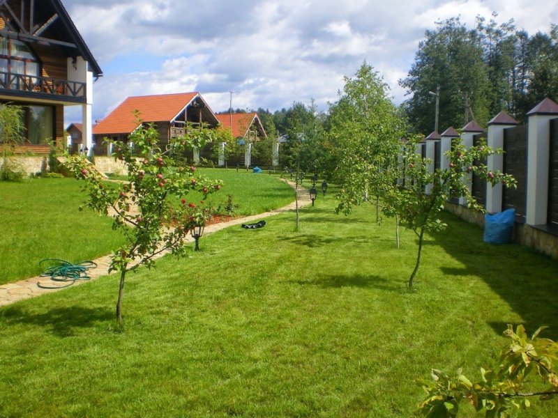 Деревья в огороде