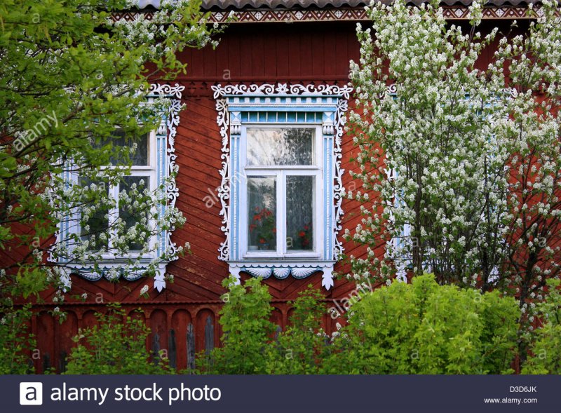 Черемуха в деревне