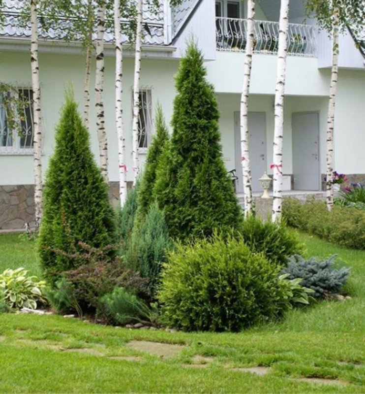 Бордюрные хвойники