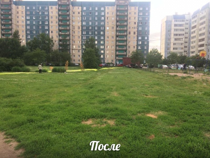 Газон во дворе многоэтажек