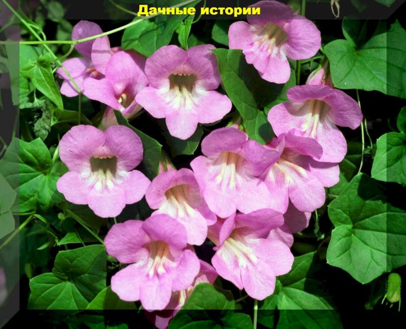 Азарина в Сургуте