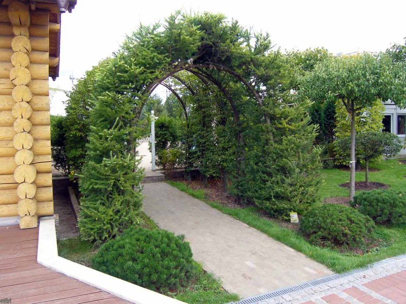 Ландшафт с туями и арками