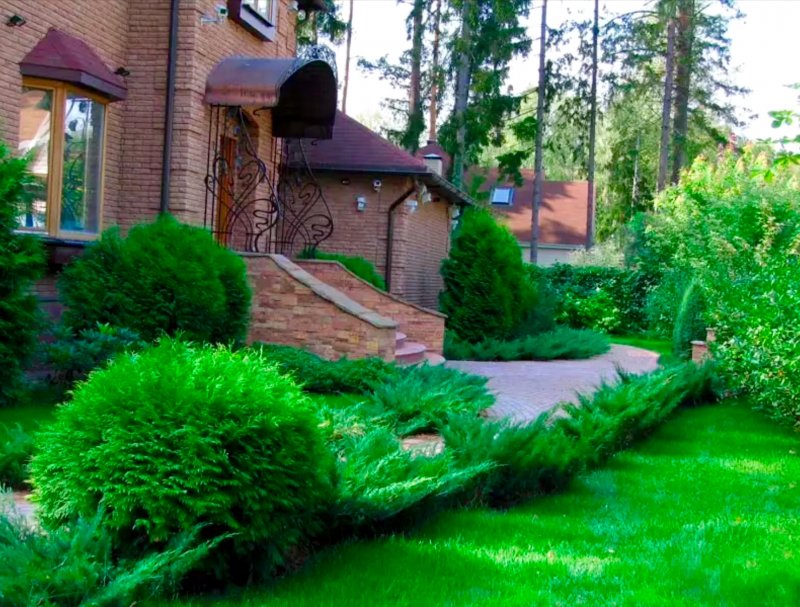 Хвойники в ландшафте дачного участка