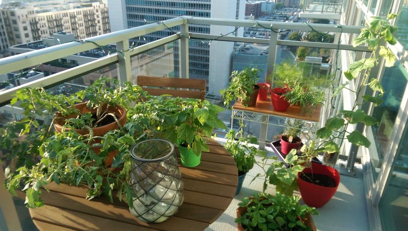 Grow Vegetables if you Live in an Apartment