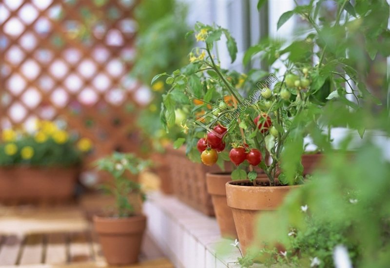Little Habitats in Garden or even on balconies