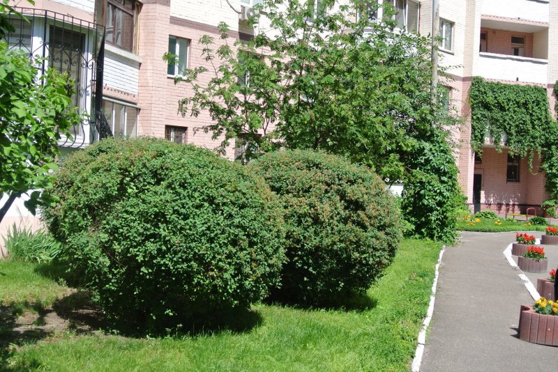 Кустарники у подъездов