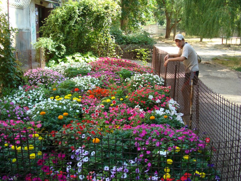 Клумбы в городских дворах