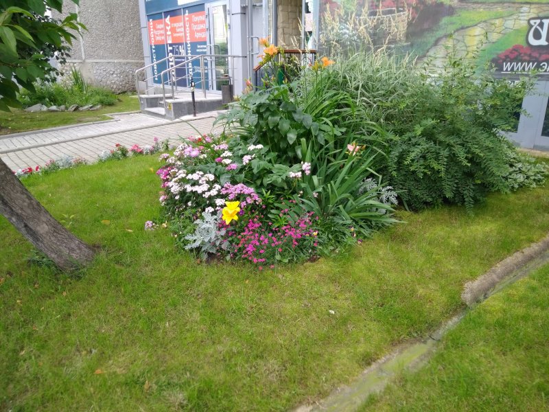 Клумба у подъезда в тени
