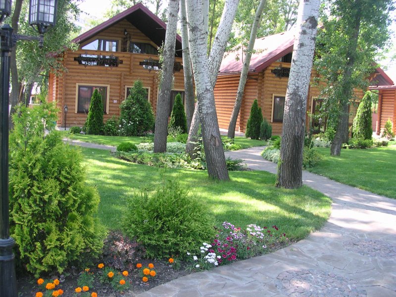 Березы на участке ландшафт