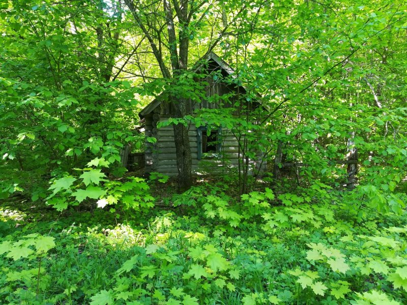 Лесной дом лесника