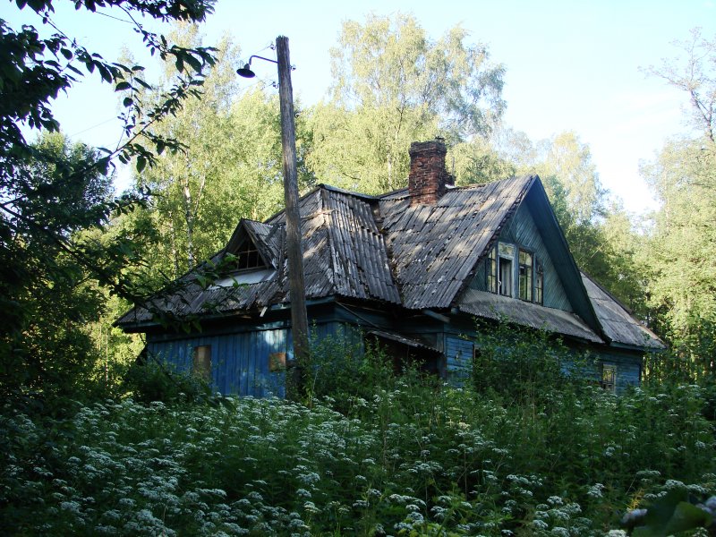 Тайга изба зима Карелия
