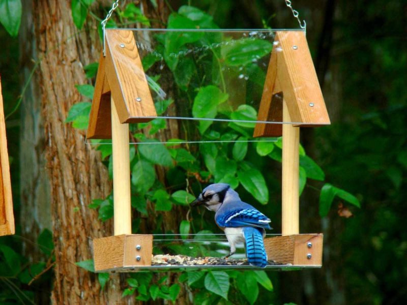 Bird Feeders ideas уфын DIY