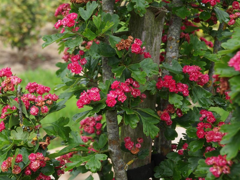 Боярышник Crataegus laevigata