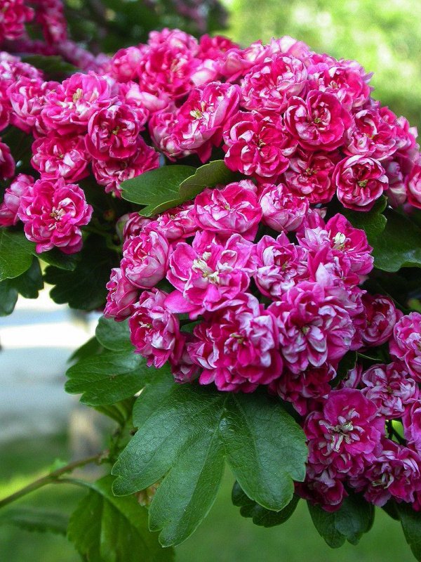 Боярышник laevigata 'Paul's Scarlet'