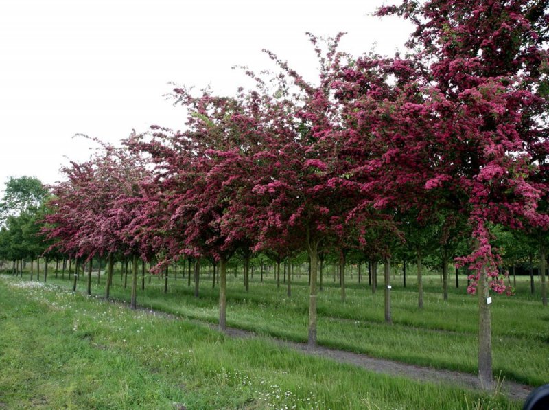 Боярышник laevigata 'Paul's Scarlet'